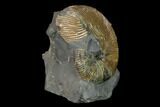 Hoploscaphites Brevis Ammonite - South Dakota #155429-1